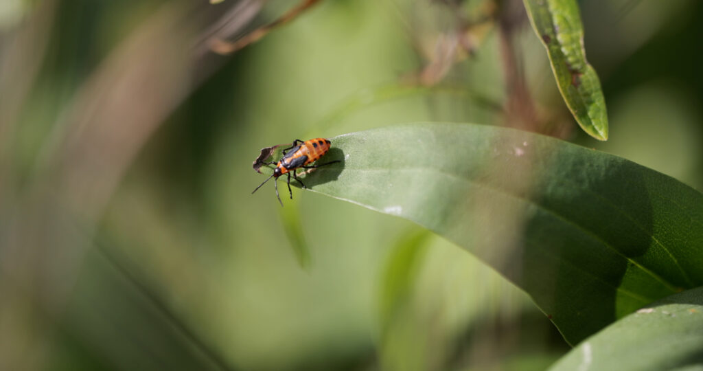 Butterfly Milkweed Beetle On Leaf Tip