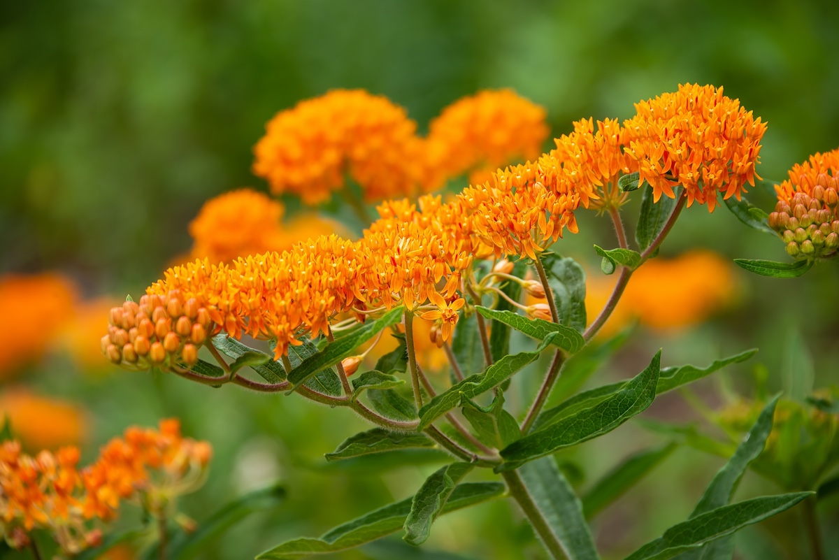 butterfly milkweed