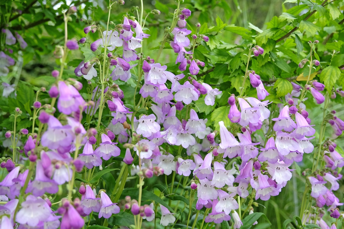 mother nature