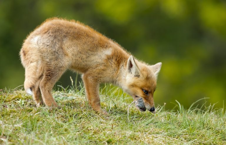 Red Fox Eats a Mouse
