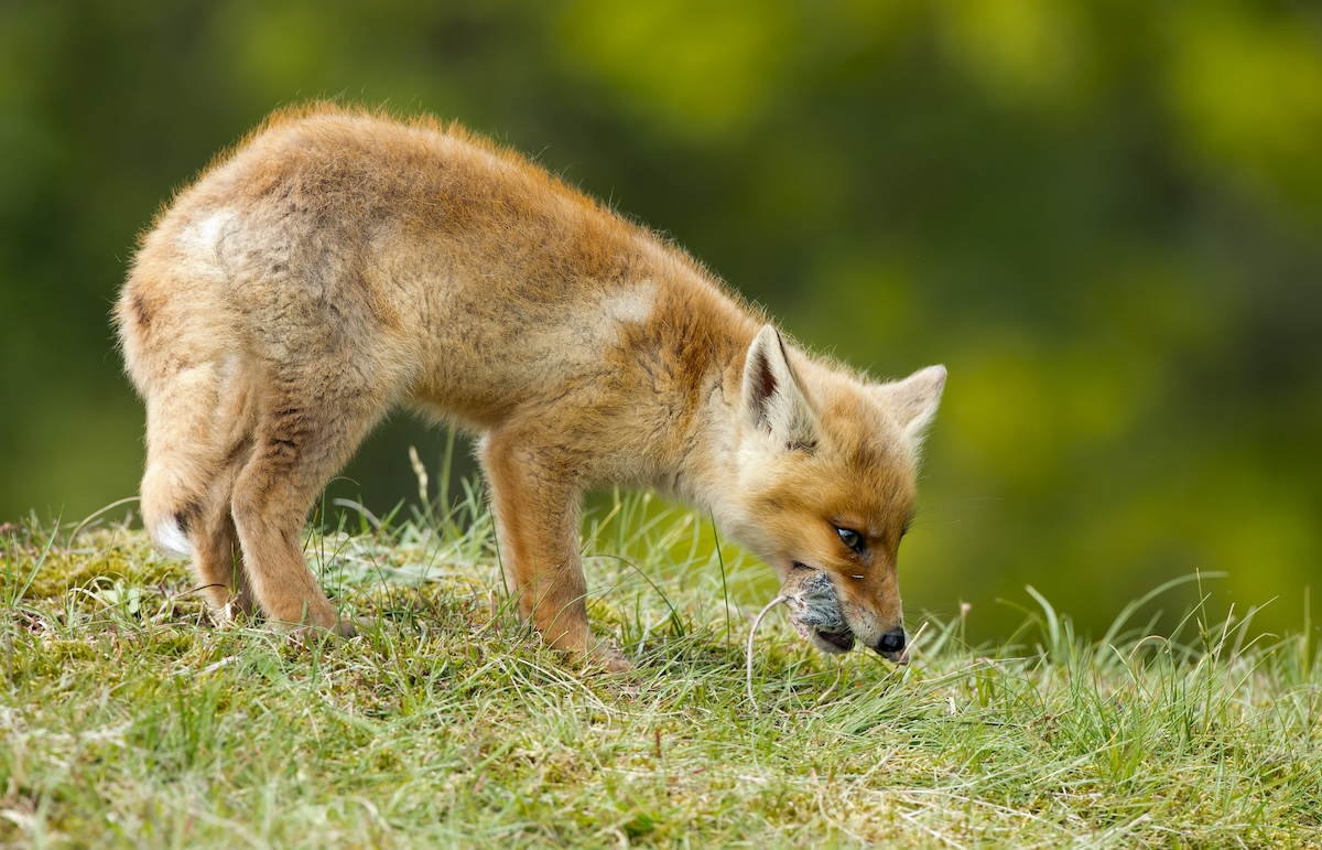 Red Fox Eats a Mouse
